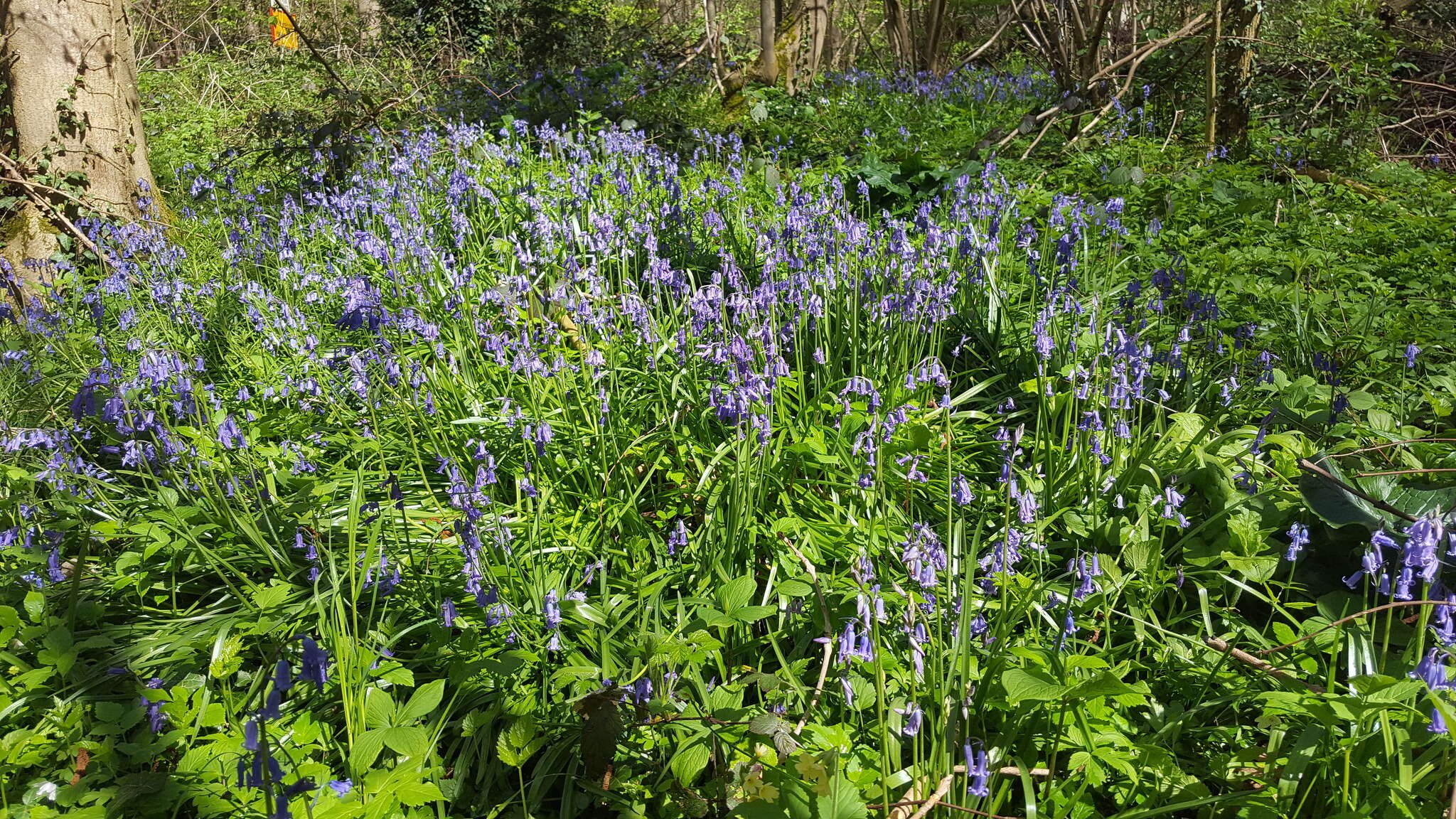 Image of Common Bluebell