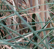 Image of Sulphur-bearded Reedhaunter