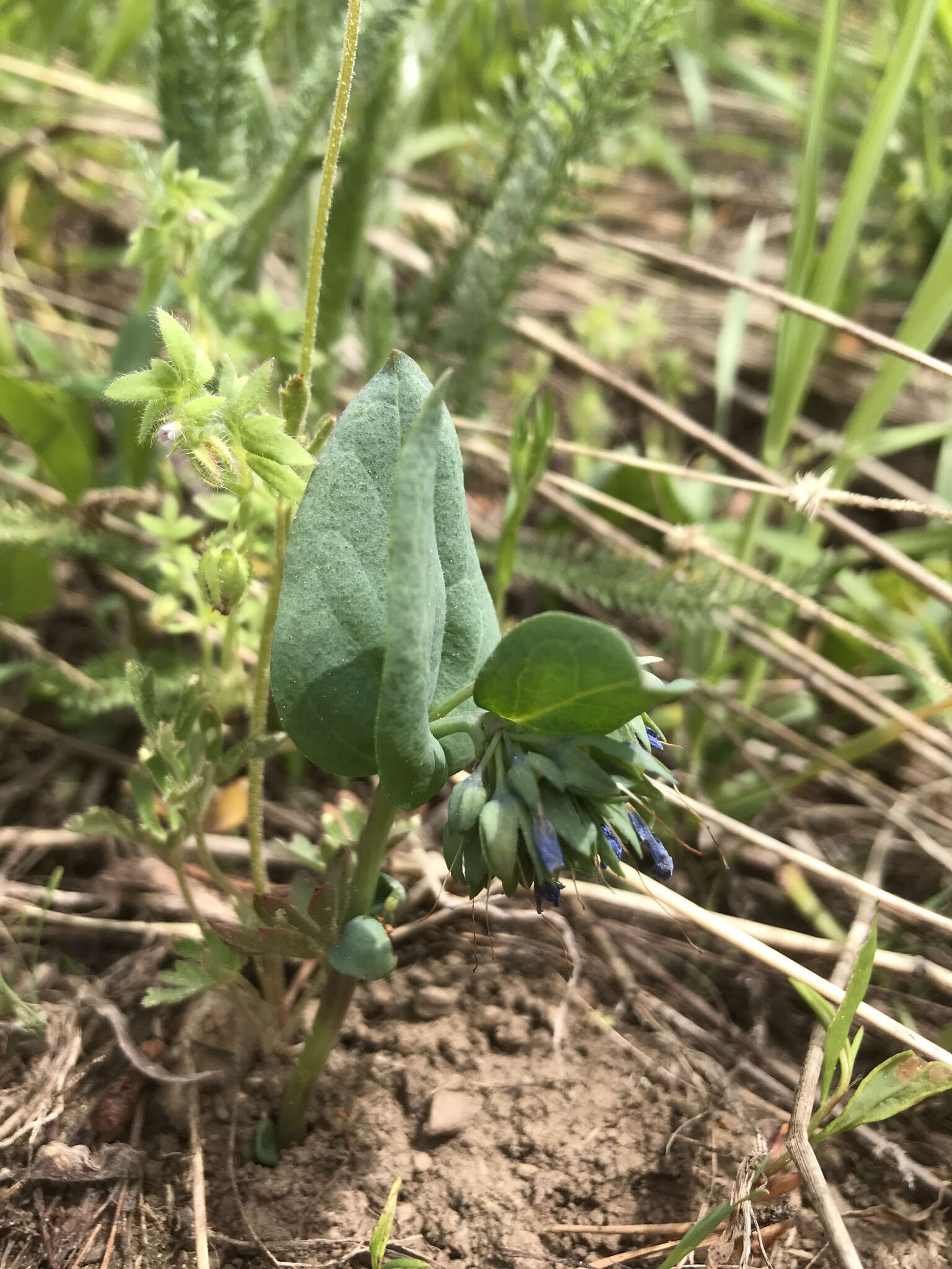 Mertensia longiflora Greene resmi