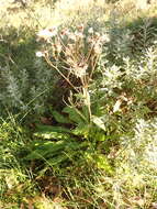 Image of Picris angustifolia subsp. merxmuelleri H. W. Lack & S. Holzapfel