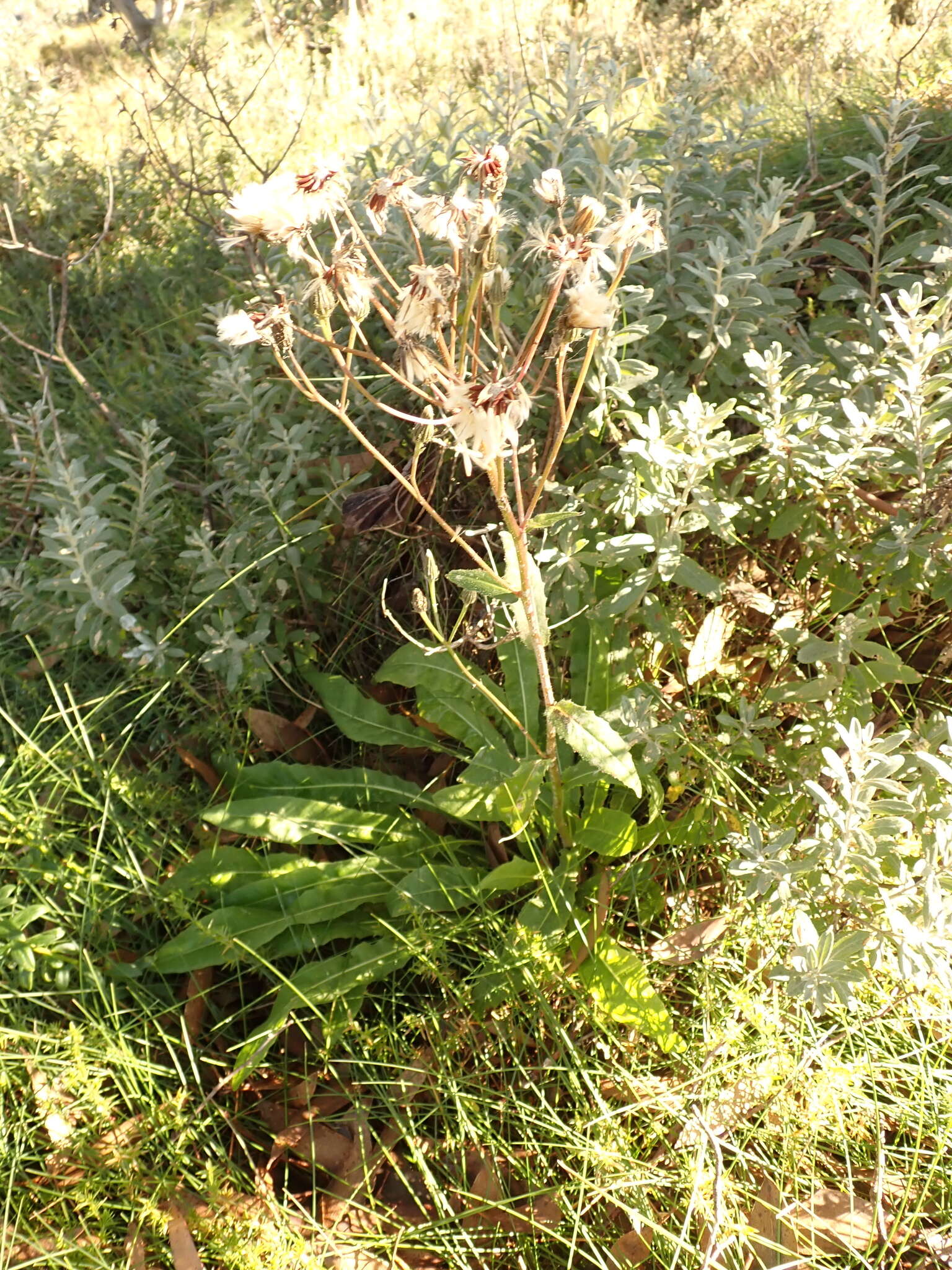 Image of Picris angustifolia subsp. merxmuelleri H. W. Lack & S. Holzapfel
