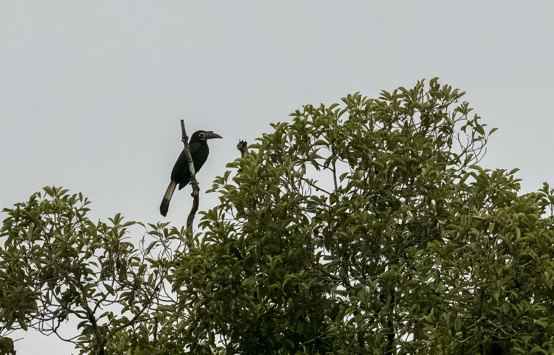 Image of Tarictic Hornbill