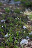 Sivun Arabidopsis halleri subsp. gemmifera (Matsum.) O'Kane & Al-Shehbaz kuva