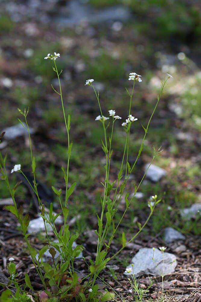 Image de Arabidopsis halleri subsp. gemmifera (Matsum.) O'Kane & Al-Shehbaz