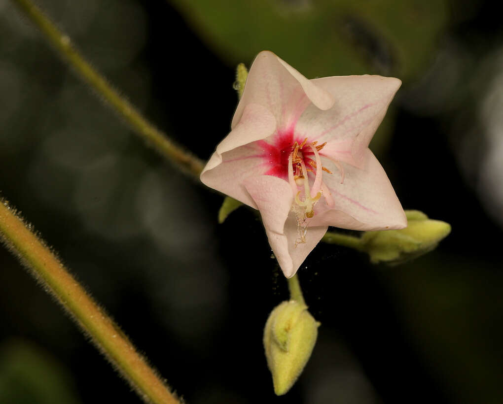 Image of Dombeya pulchra N. E. Br.