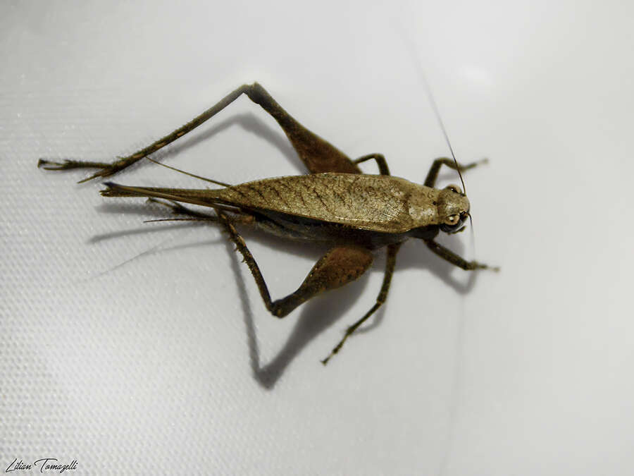 صورة Eneoptera nigripedis Robillard 2005