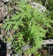 Image de Hedosyne ambrosiifolia (A. Gray) Strother