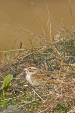 Image de Bruant des plaines