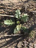 Image of broadleaf gilia