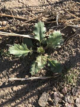 Image of broadleaf gilia