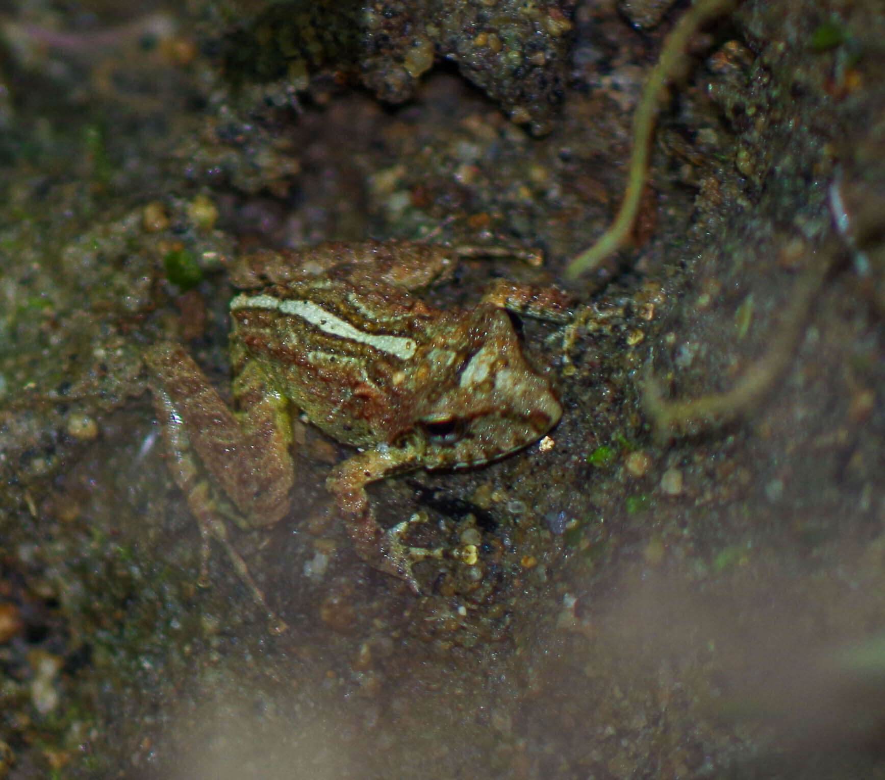 Image of Chiriboga robber frog