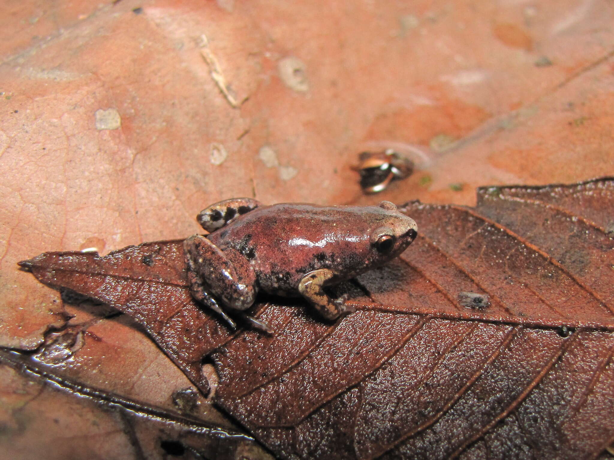 صورة Chiasmocleis avilapiresae Peloso & Sturaro 2008