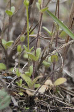 Image of Cerastium subtetrandrum (Lange) Murb.