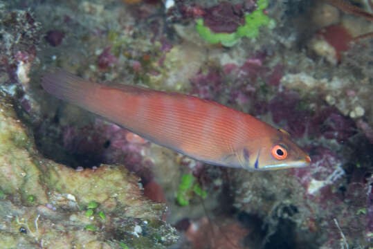 Image of Disappearing wrasse