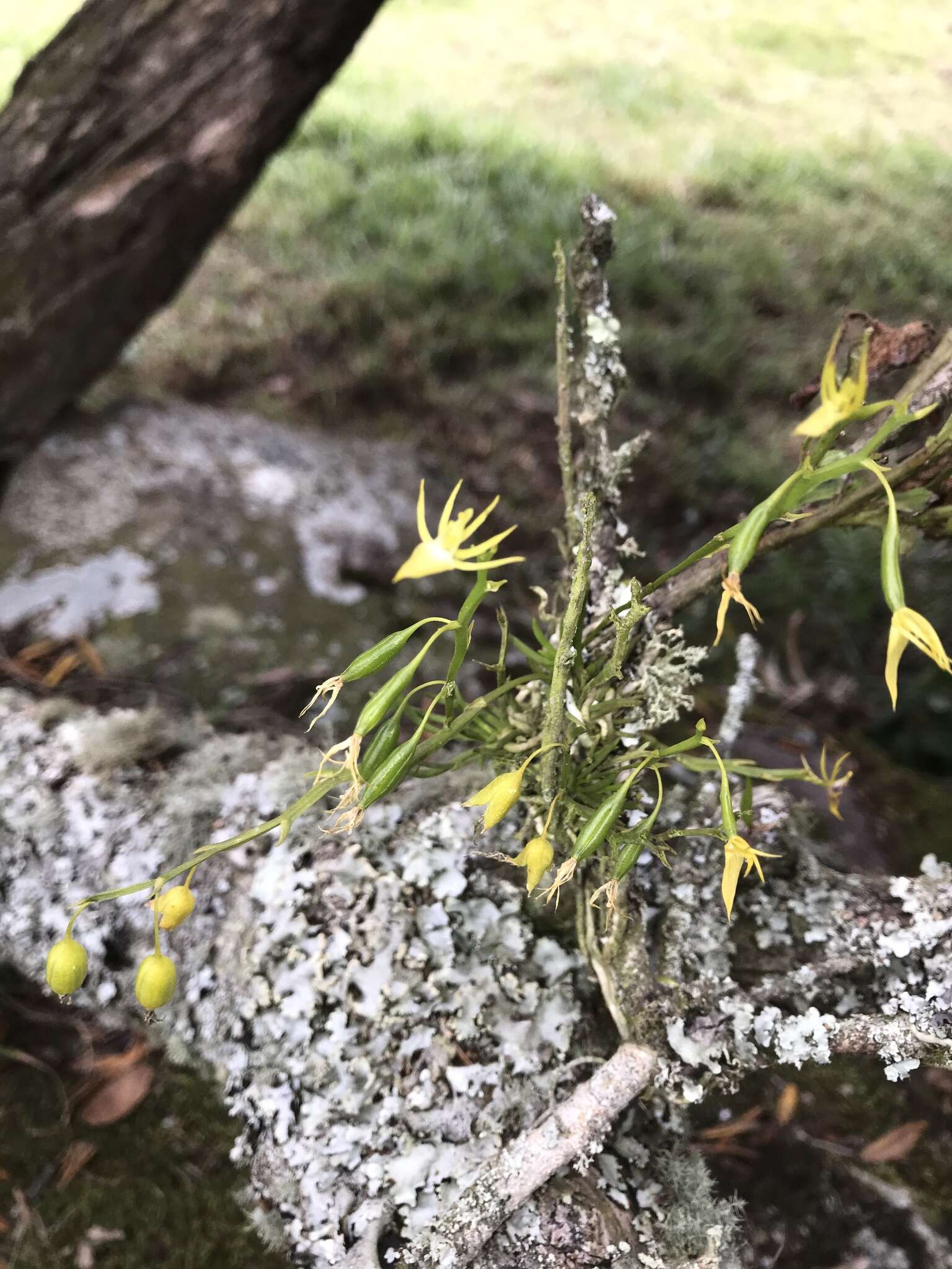 Image de Hofmeisterella eumicroscopica (Rchb. fil.) Rchb. fil.