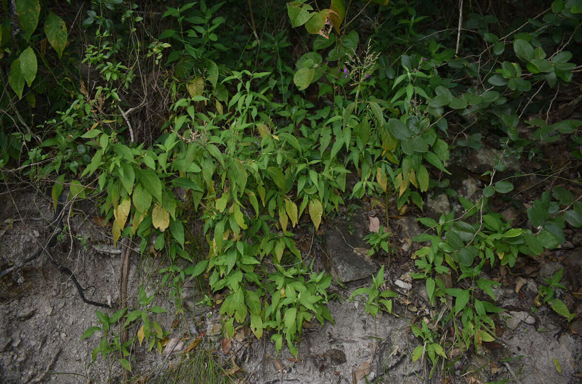 Hypoestes floribunda R. Br. resmi