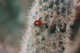 صورة Mammillaria pottsii Scheer ex Salm-Dyck