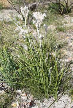 Image of Lanaria lanata (L.) T. Durand & Schinz