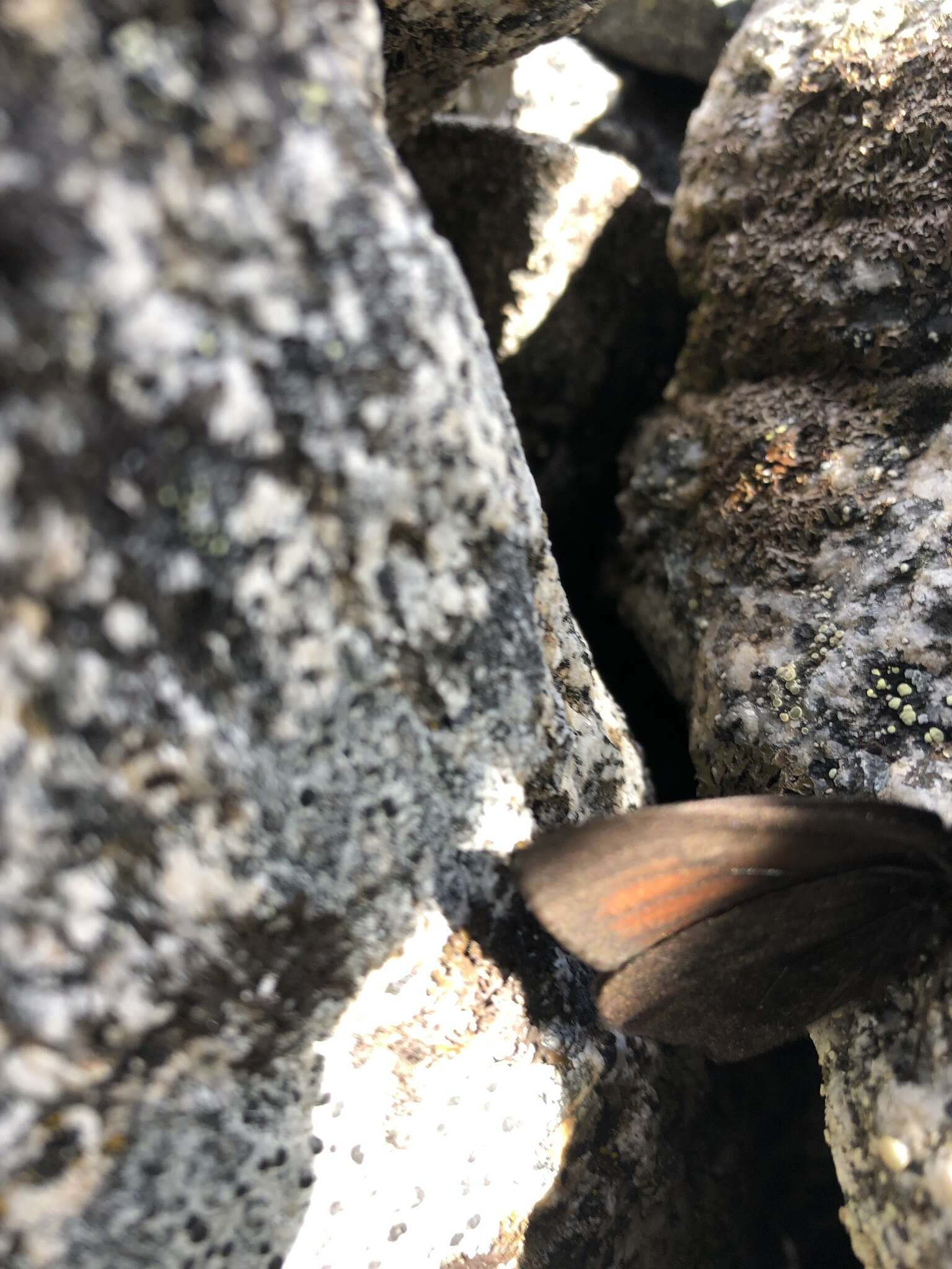 Image de Erebia mackinleyensis Gunder 1932