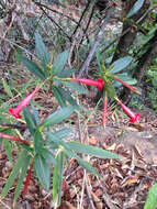 Image of Augusta longifolia (Spreng.) Rehder