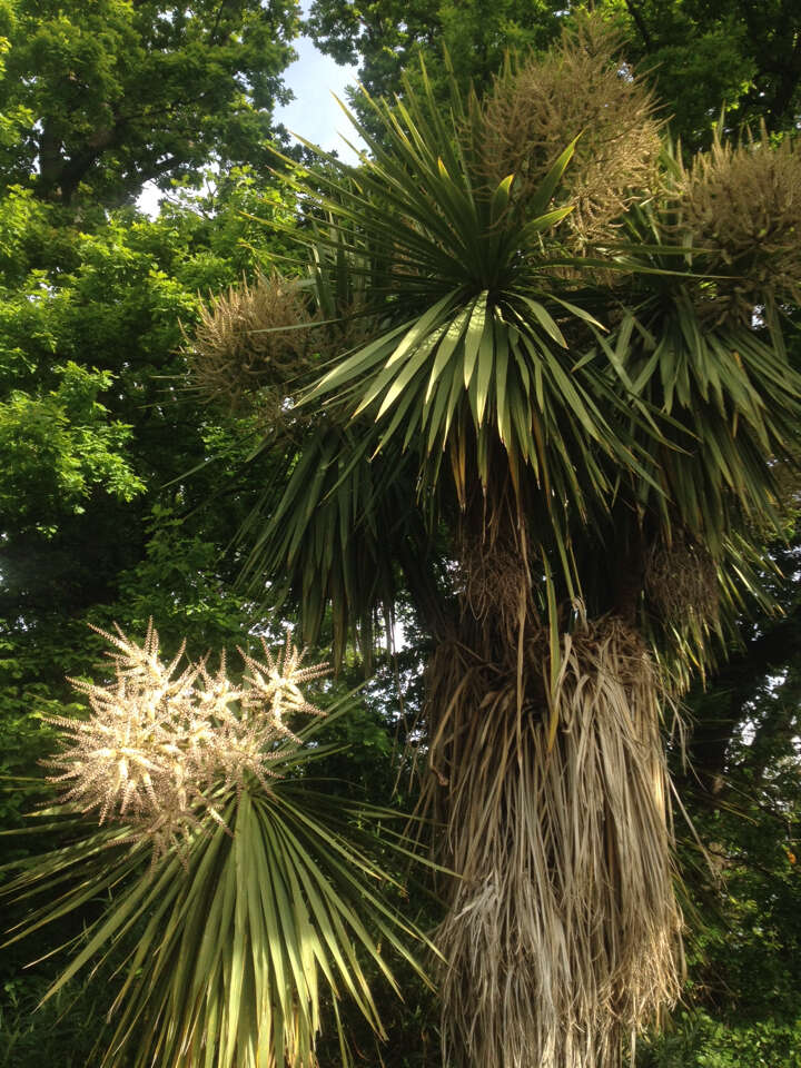 Image de Cordyline australis (G. Forst.) Endl.