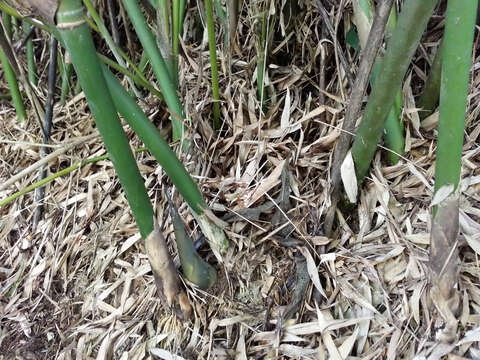 Image of hedge bamboo