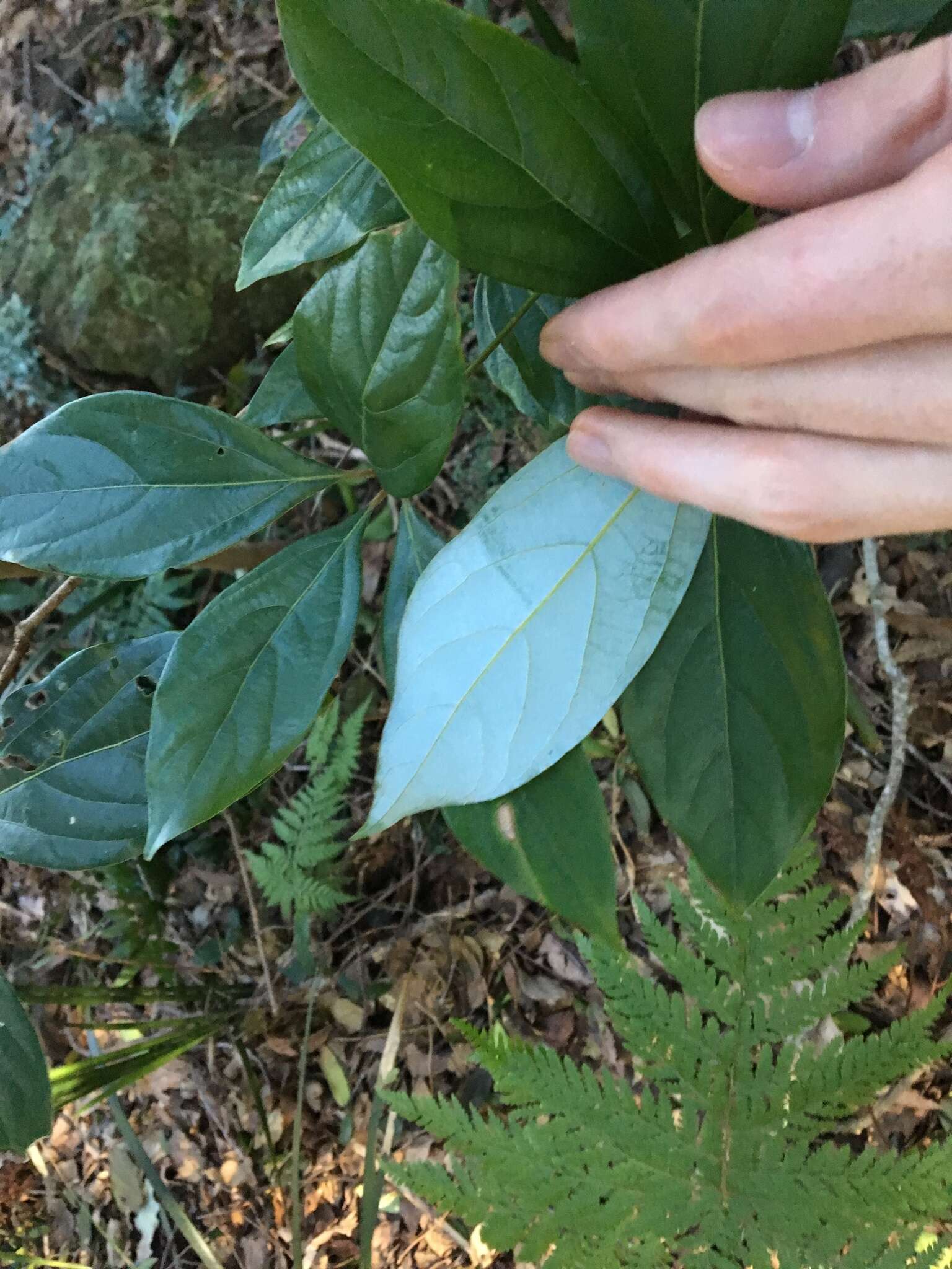 Imagem de Neolitsea dealbata (R. Br.) Merr.