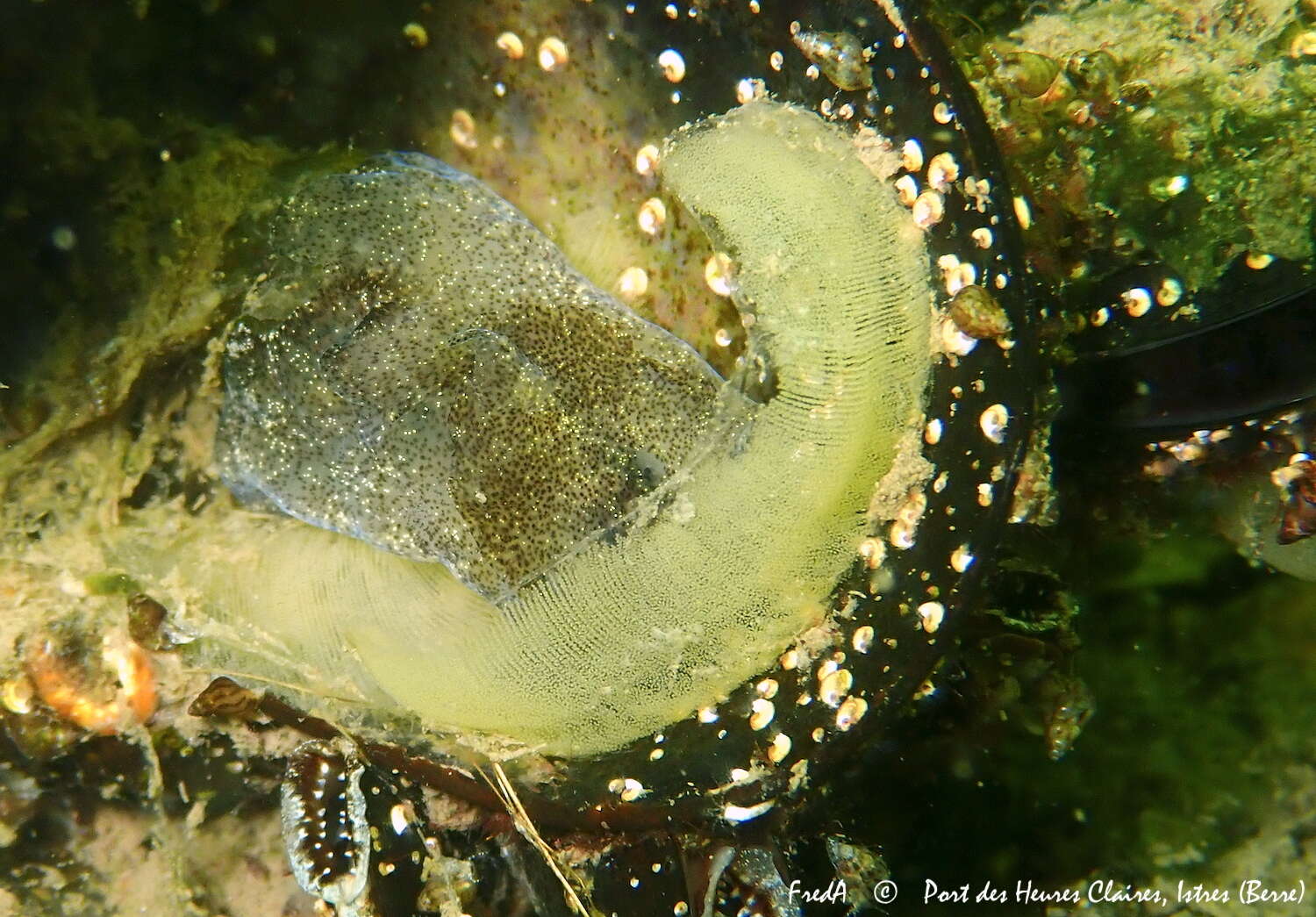 Image of Haminoea orteai Talavera, Murillo & Templado 1987