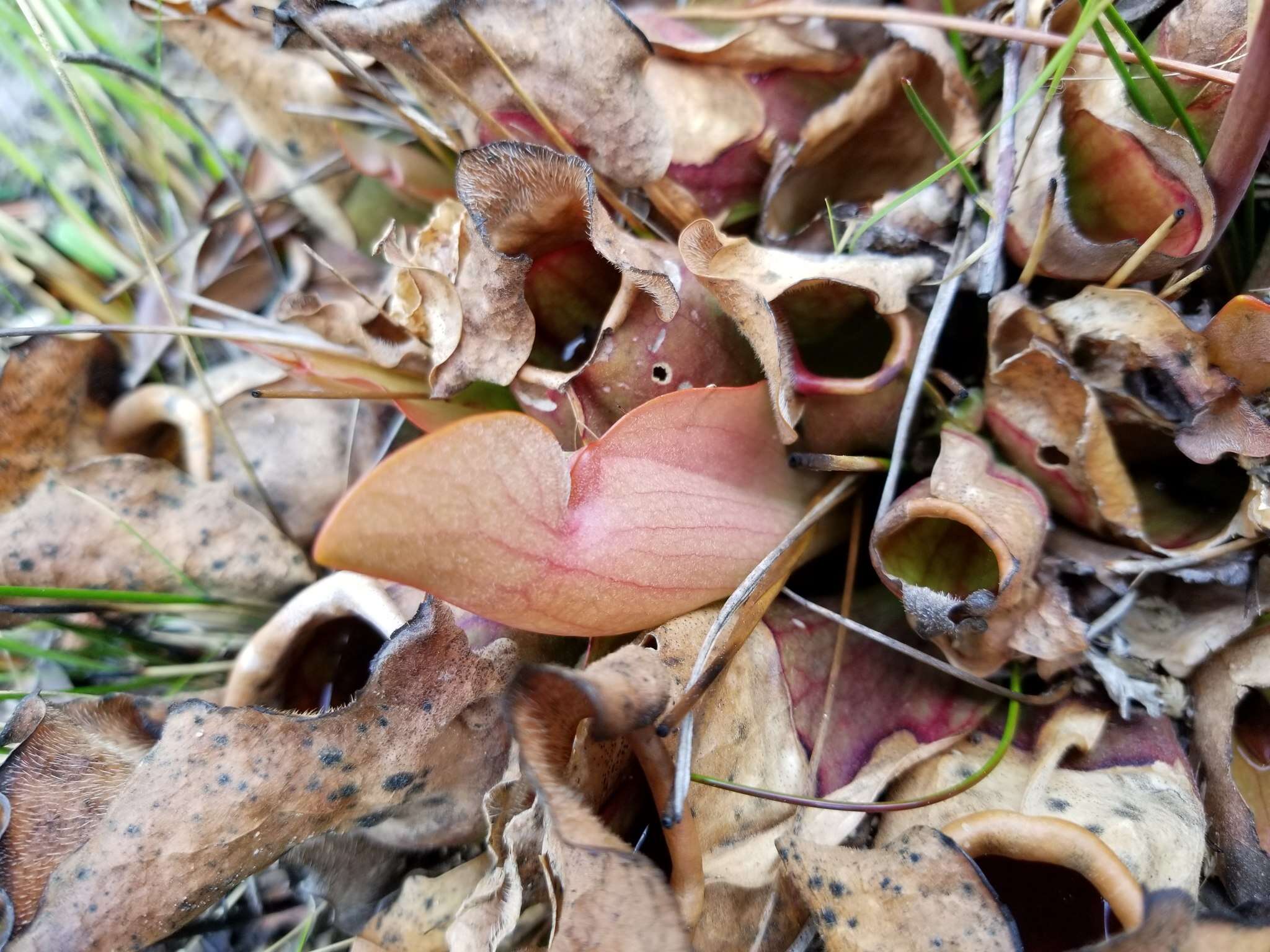 Image of Rosy Pitcherplant