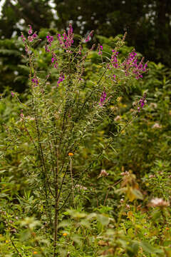 Image of Polygala ruwenzoriensis Chod.