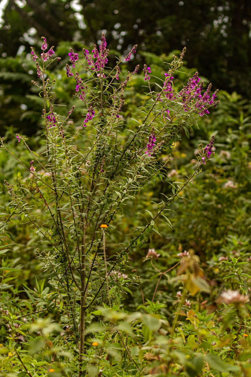 Image of Polygala ruwenzoriensis Chod.