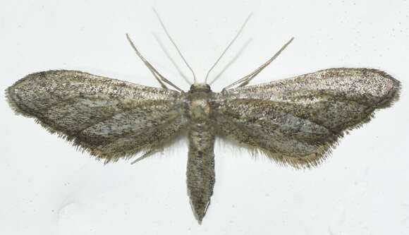 Image of Idaea carvalhoi Herbulot 1979