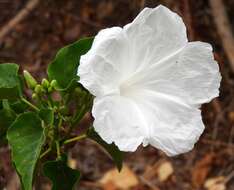 Слика од Ipomoea carnea Jacq.