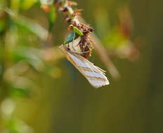 Image of Thudaca obliquella Walker 1864