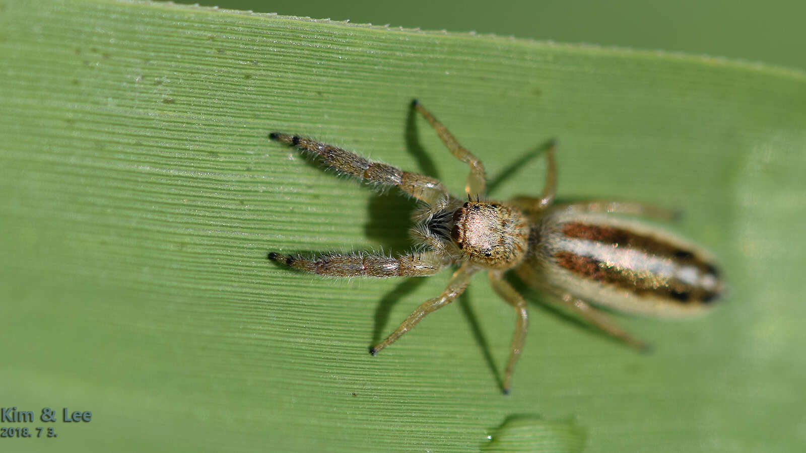 Image of Mendoza canestrinii (Ninni 1868)