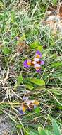 Image of Iris unguicularis subsp. cretensis (Janka) A. P. Davis & Jury