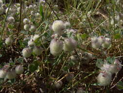 Plancia ëd Trifolium pauciflorum d'Urv.