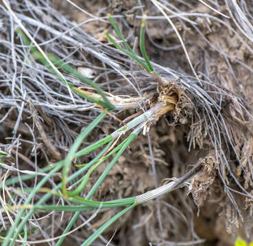 Image of Allium clathratum Ledeb.