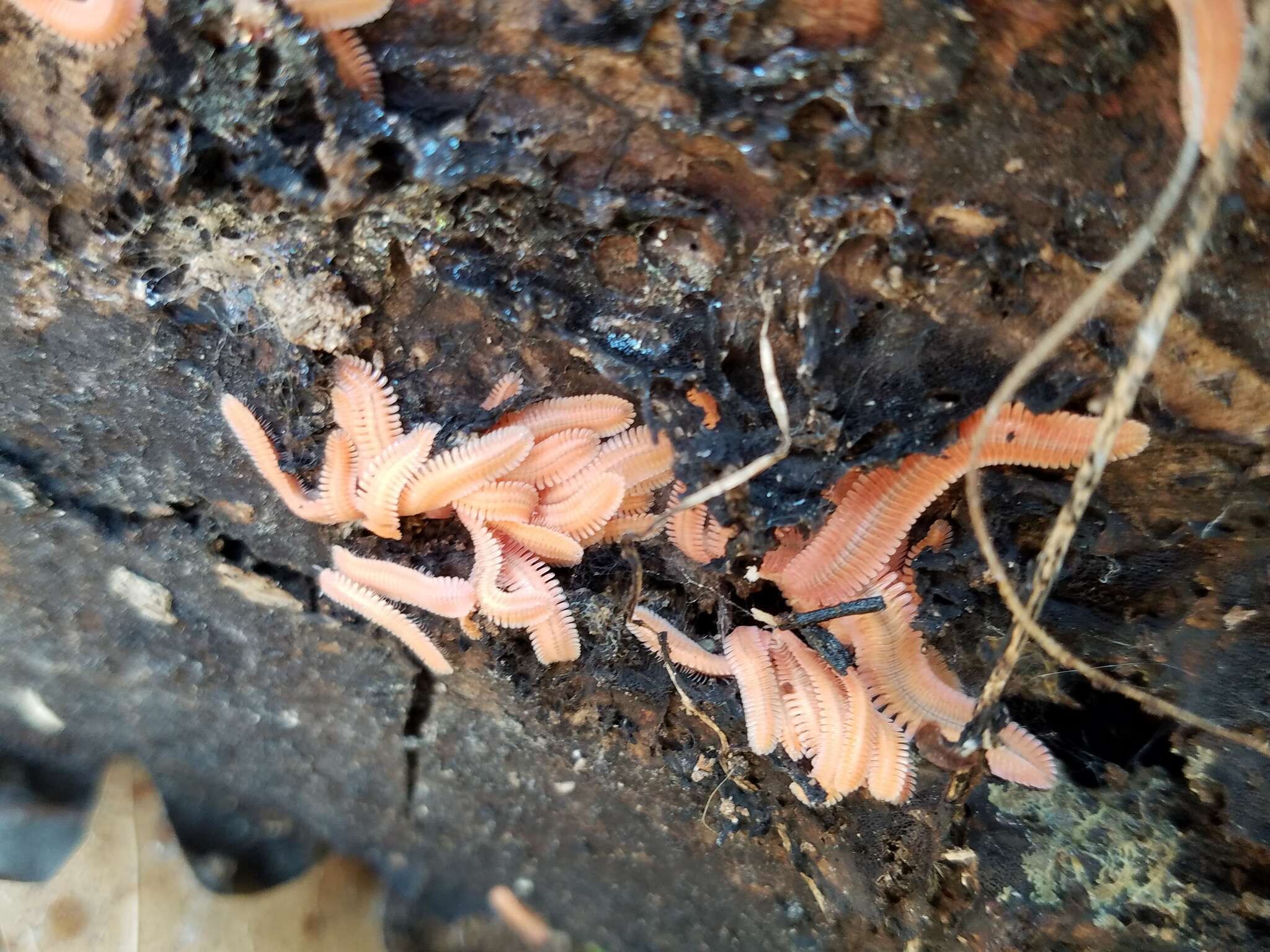 Image of Brachycybe lecontii Wood 1864