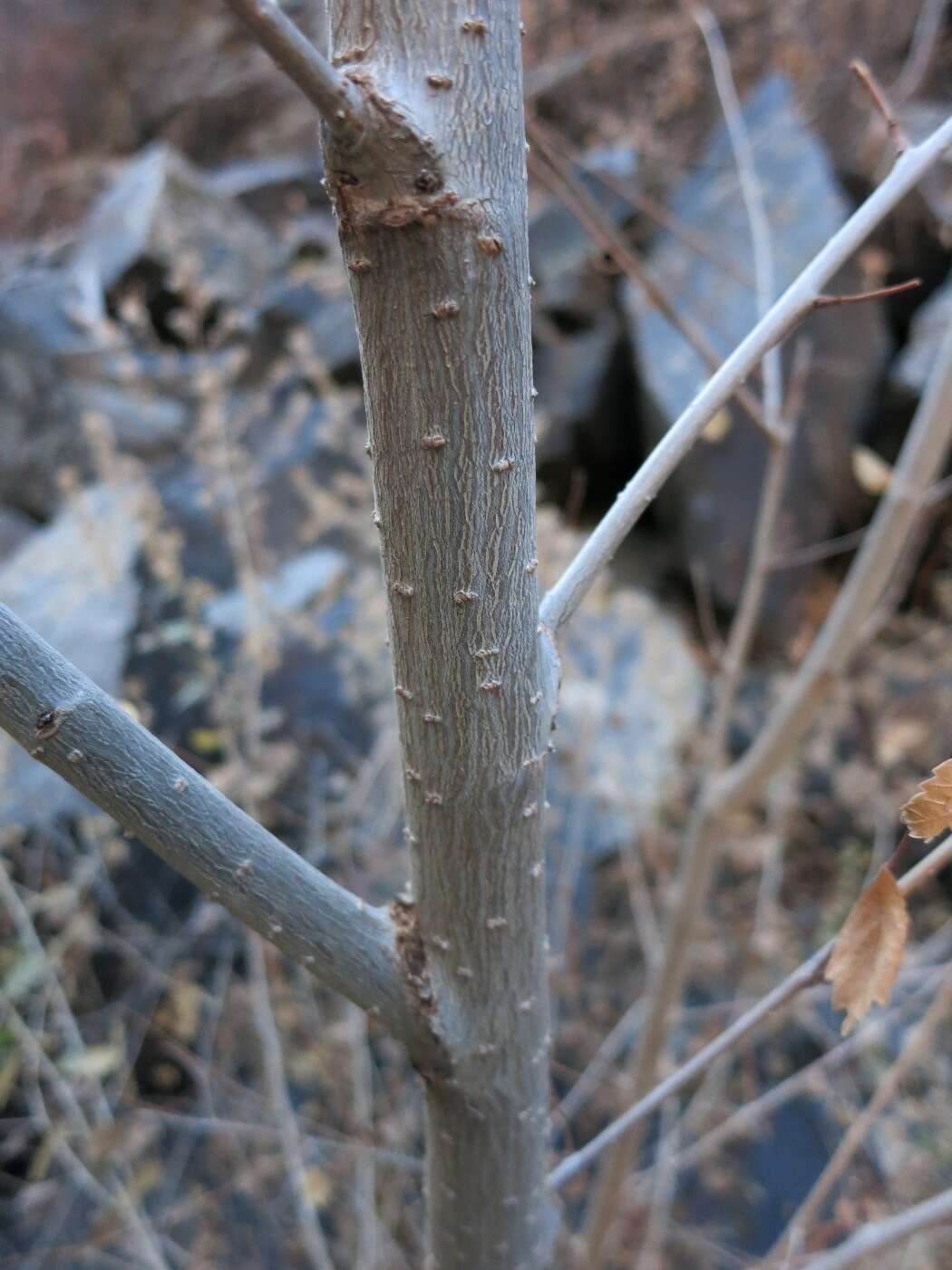 Image of Siberian Elm