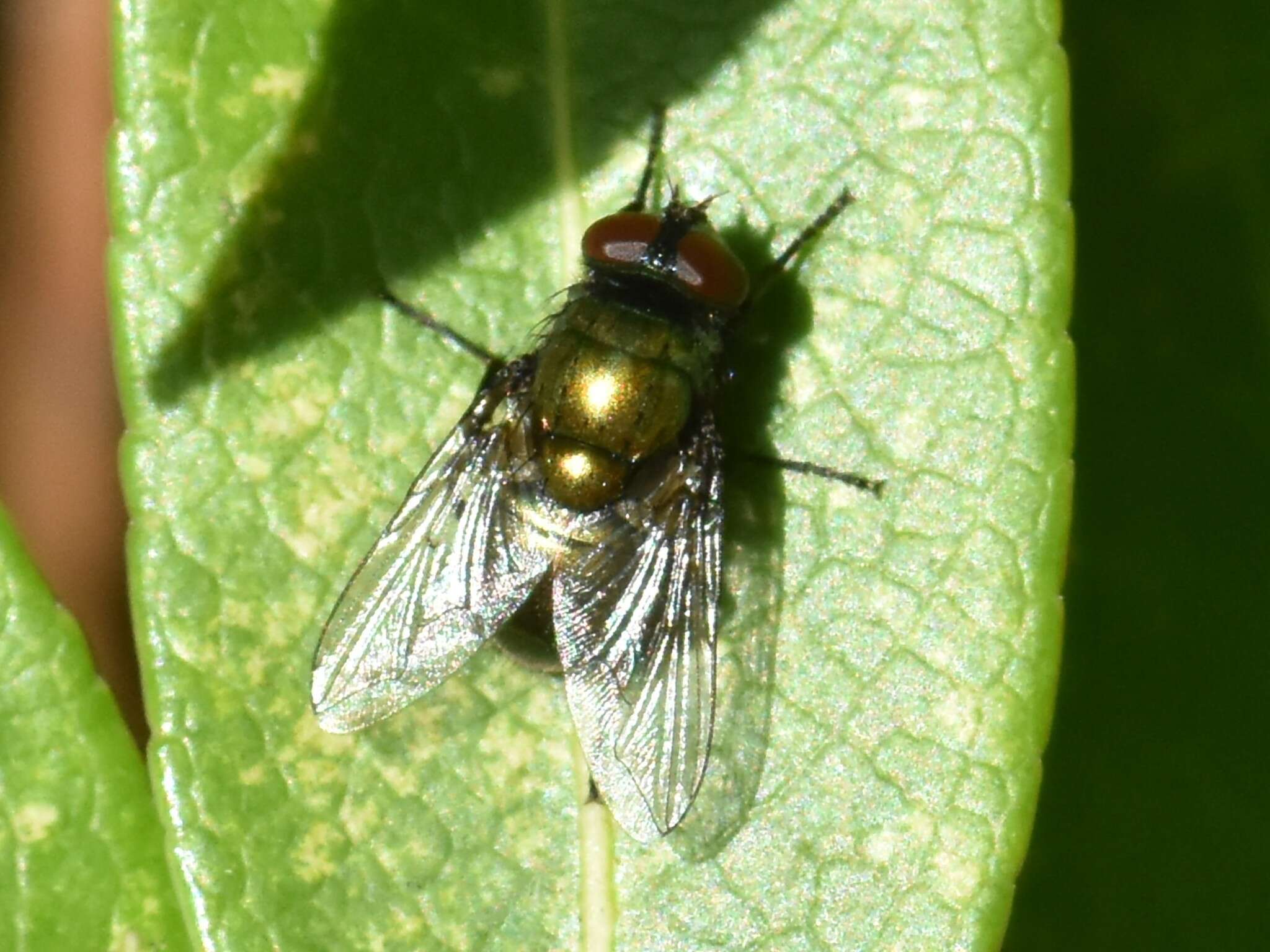 Image de Neomyia