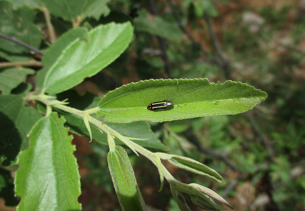 Image of Acmaeodera grata Fåhraeus ex Boheman 1851