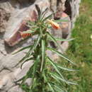 Image of Oenothera peruana W. Dietrich