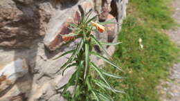 Image of Oenothera peruana W. Dietrich