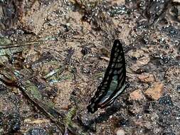 Graphium evemon (Boisduval 1836) resmi