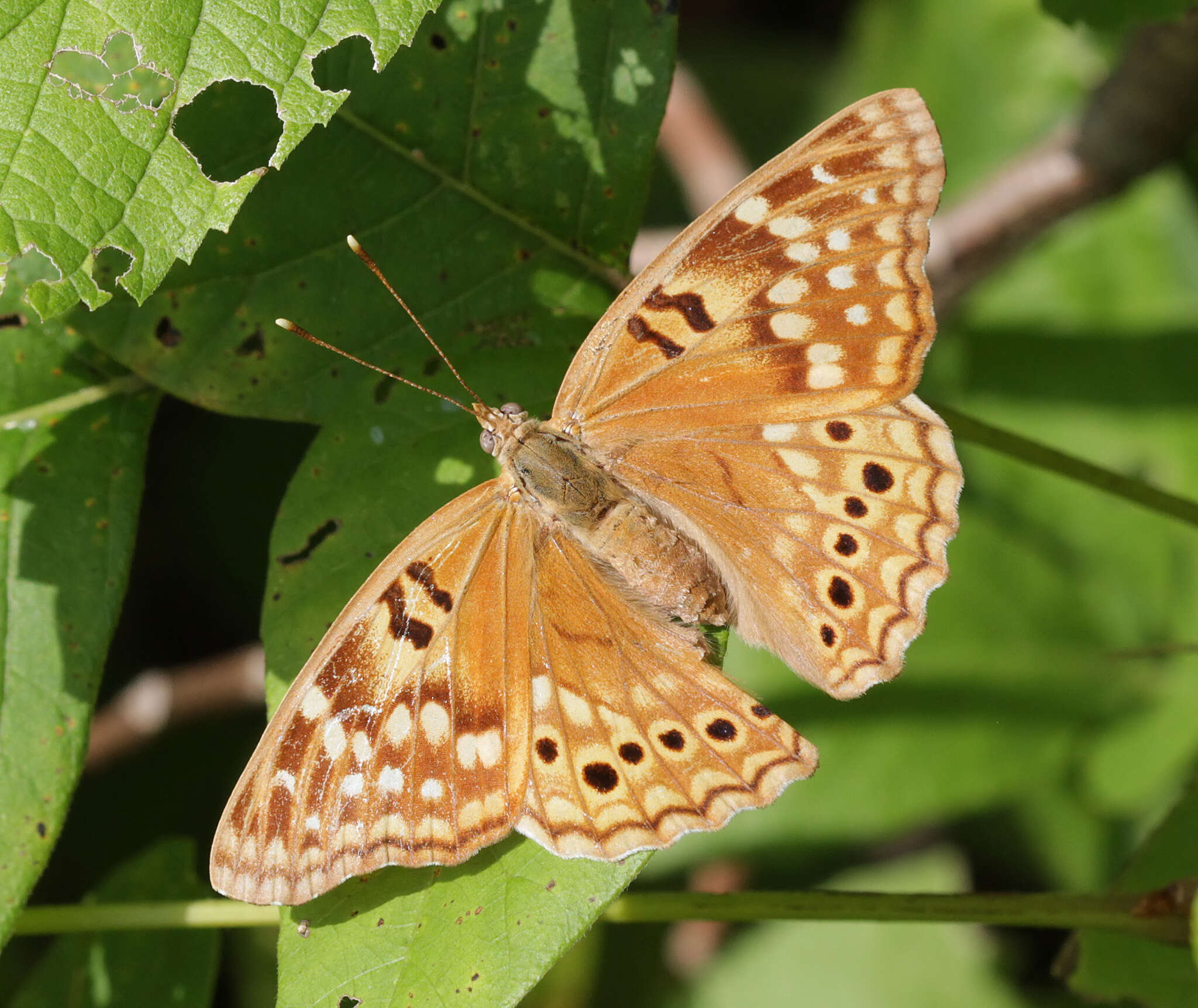 Image of Asterocampa clyton texana Skinner 1911