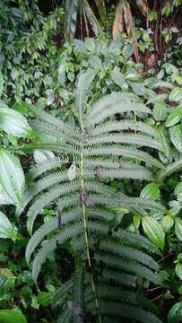 Image of Glaphyropteridopsis erubescens (Wall. ex Hook.) Ching