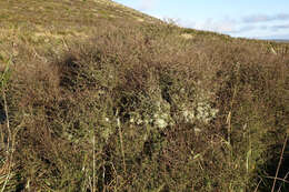 Imagem de Olearia bullata H. D. Wilson & P. J. Garnock-Jones