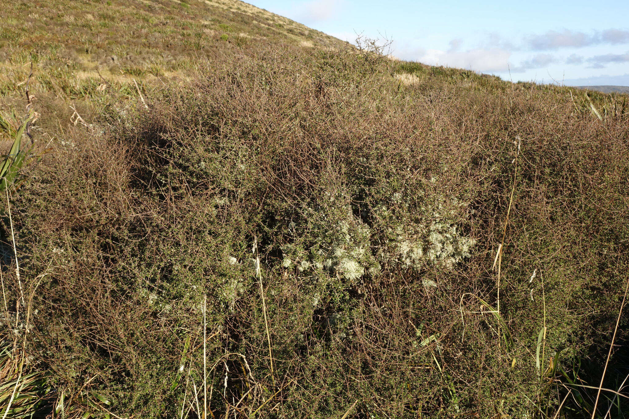 Image of Olearia bullata H. D. Wilson & P. J. Garnock-Jones