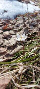 Image of Eranthis sibirica DC.